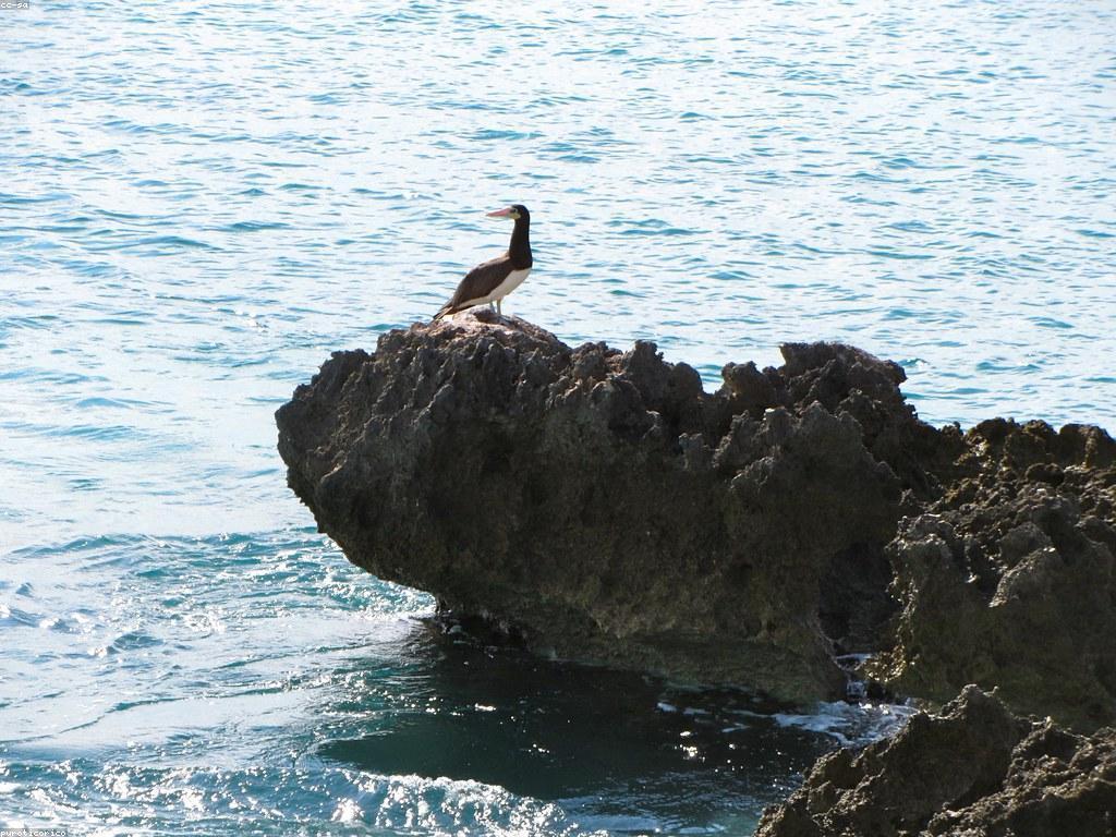 យល់ដឹងអំពីវប្បធម៌កាស៊ីណូ